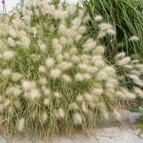  Herbe aux écouvillons blancs - Vente Pennisetum alopecuroides Compressum