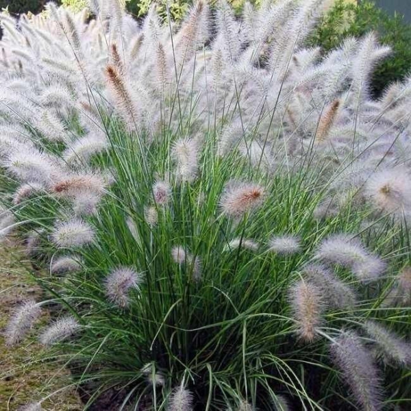 Pennisetum villosum - Vente Herbe aux écouvillons hérissés