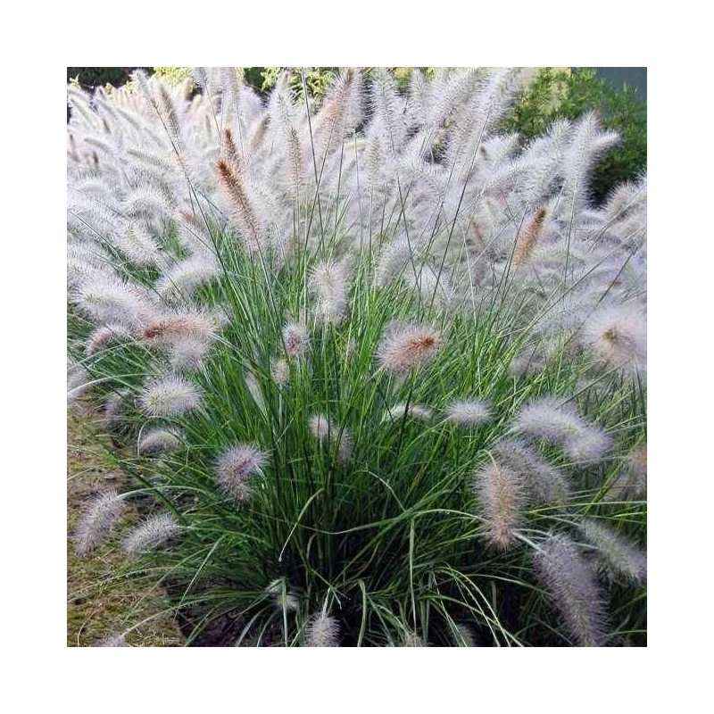 Pennisetum villosum - Vente Herbe aux écouvillons hérissés