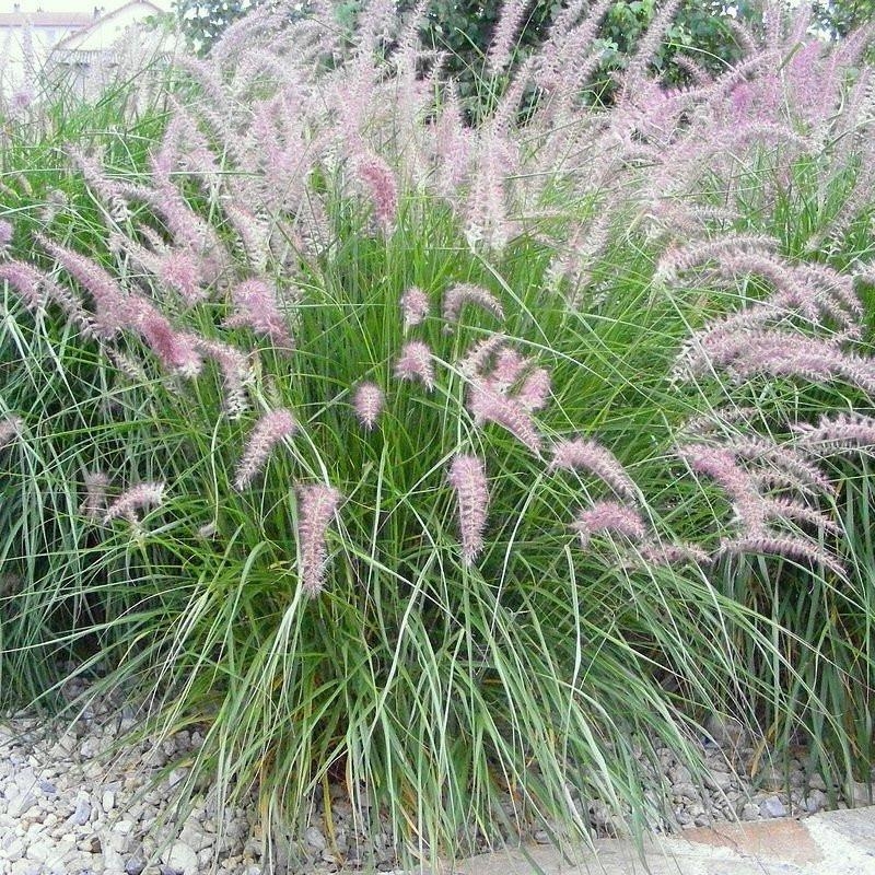 Pennisetum orientalis 'Karley Rose' - Vente Herbe aux écouvillons roses