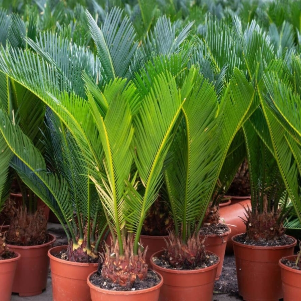 Cycas du Japon (revoluta) | Plantes méditérranéennes