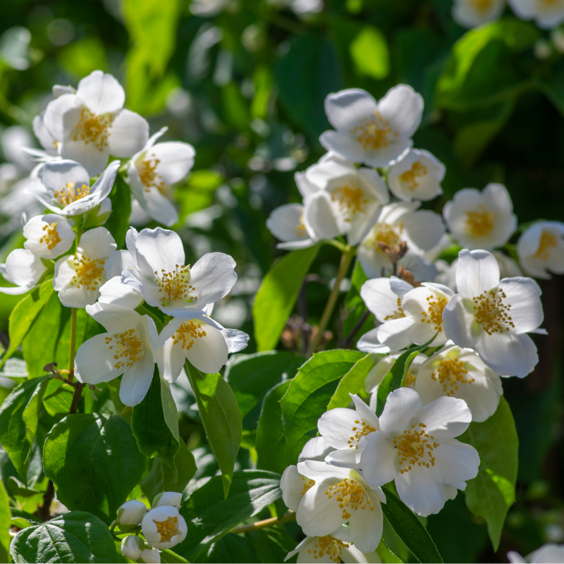 Seringat - Philadelphus Lemoinei 6,5L