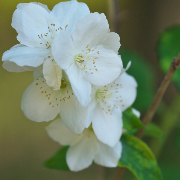 Seringat - Philadelphus Coronarius 6,5L