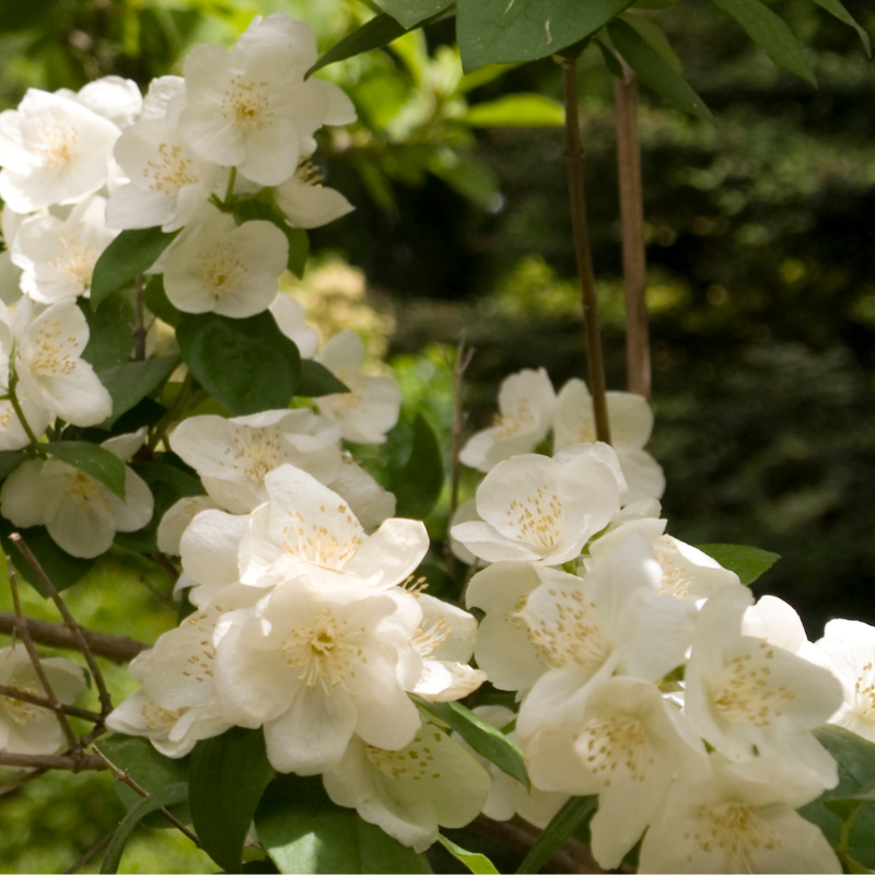 Seringat - Philadelphus Virginal F6L