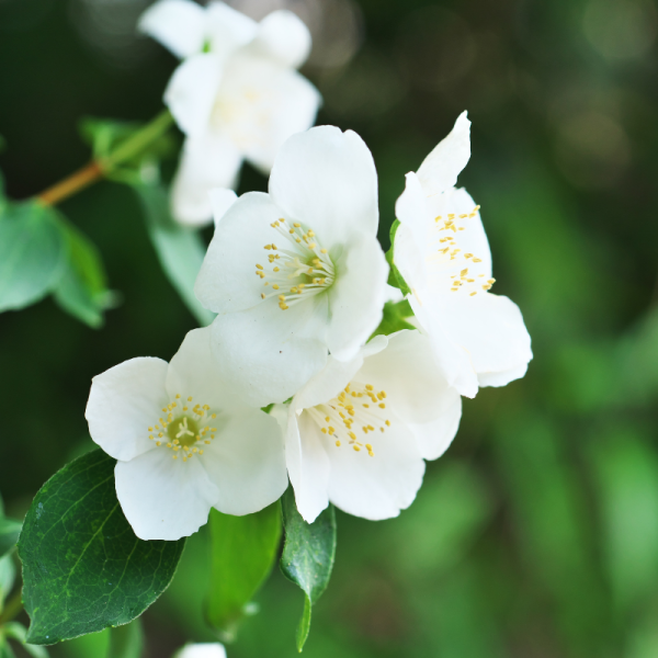 Seringat - Philadelphus Coronarius 3,5L