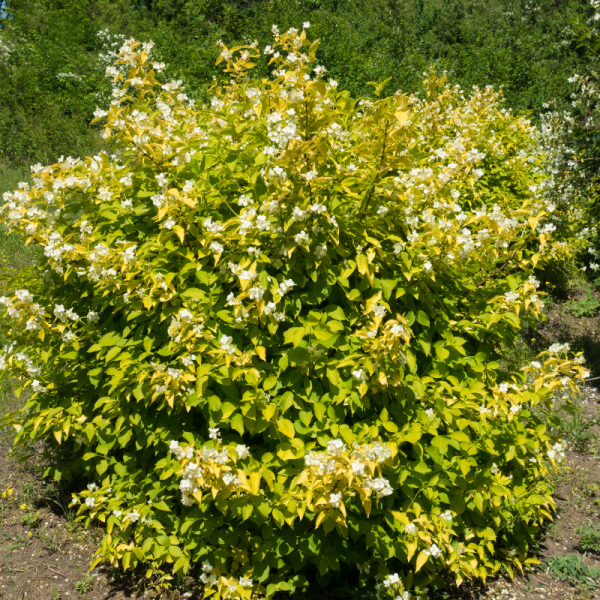 Seringat - Philadelphus Coronarius Aureus 3L