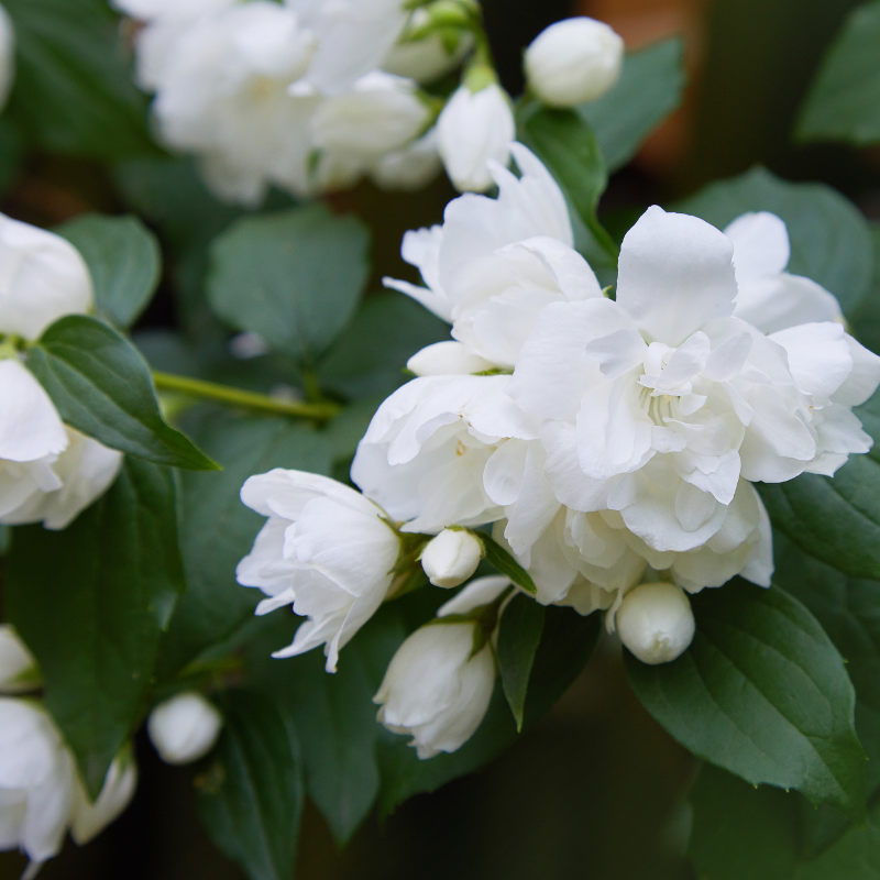 Seringat - Philadelphus Virginal 3L