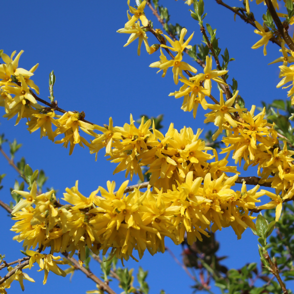 Forsythia Weekend 6,5L