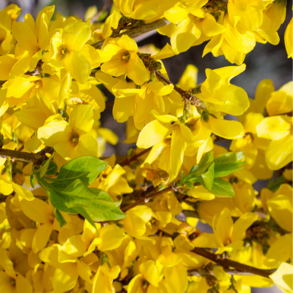 Forsythia Goldrausch 6.5L