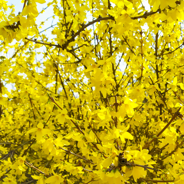 Forsythia Spectabilis 6L