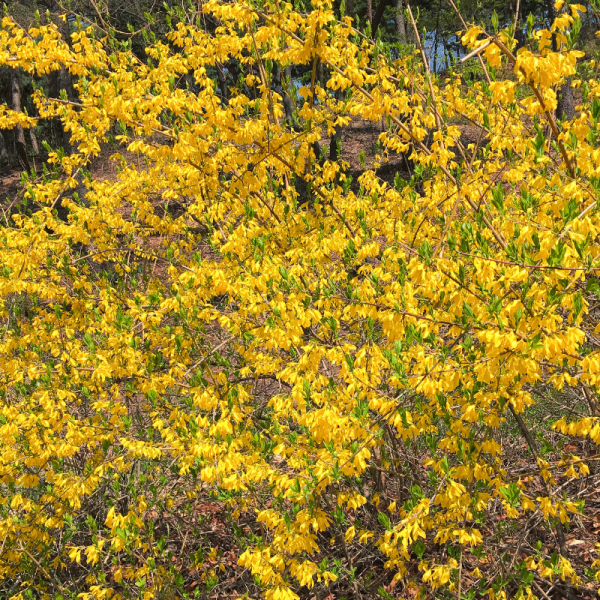 Forsythia Mikador 3L