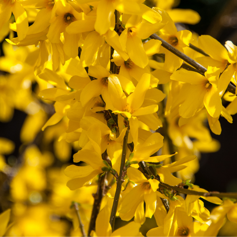 Forsythia Maree DOr 3L