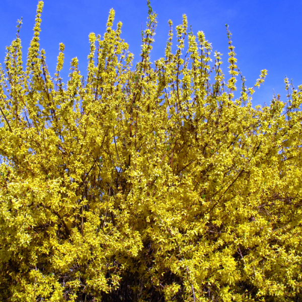 Forsythia Goldrausch 3,5L