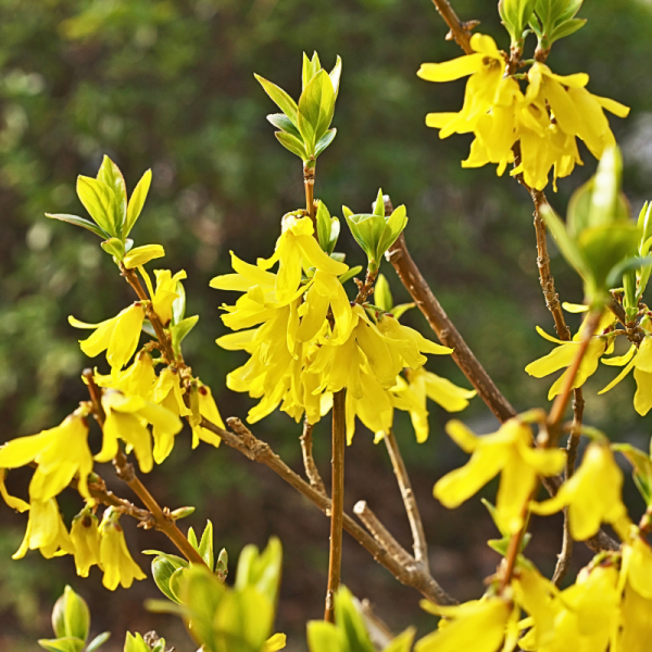 Forsythia Nimbus 2L