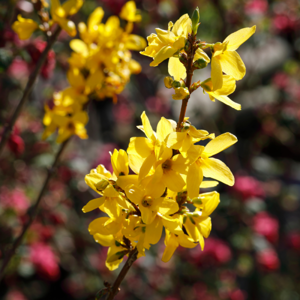 Forsythia Golden Times 3L