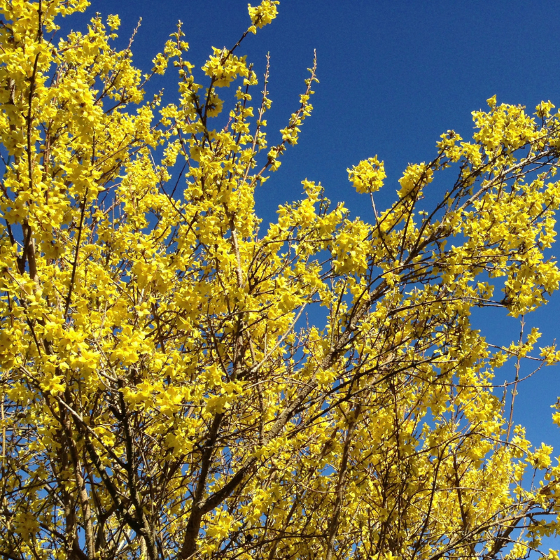 Forsythia Minigold 3L