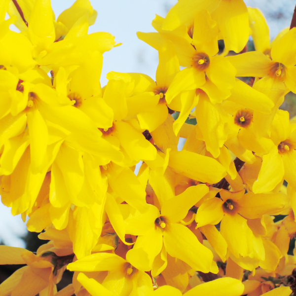 Forsythia Lynwood 3L