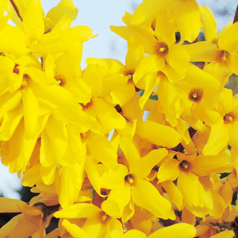 Forsythia Lynwood 3L