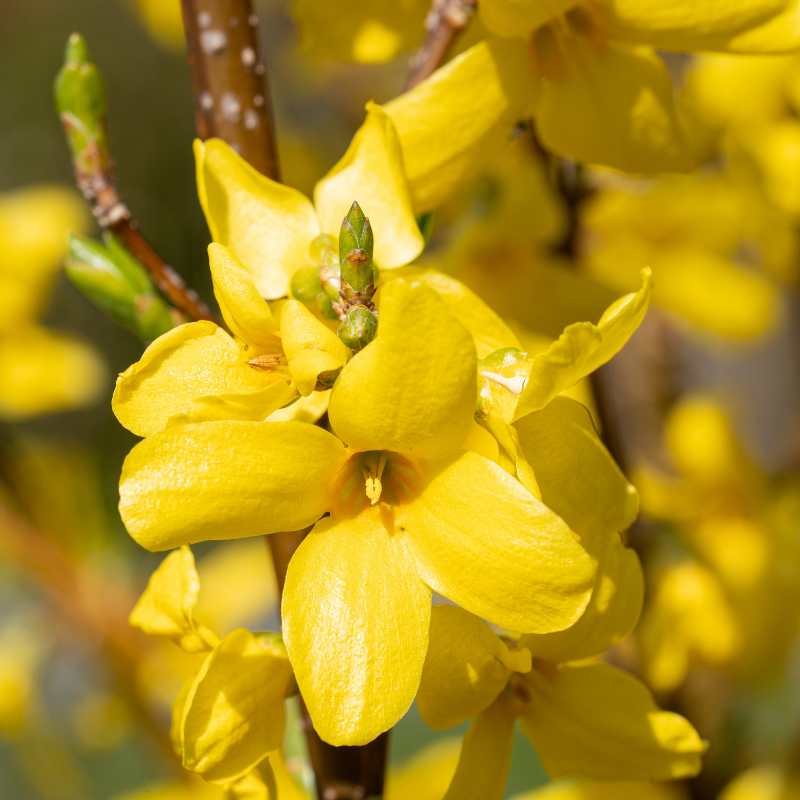 Forsythia Week-End 3L