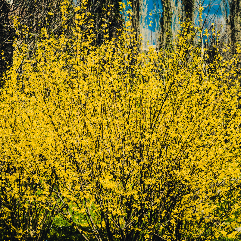 Forsythia Spectabilis 3L