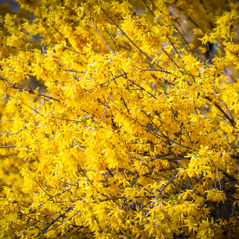 Forsythia Spring Glorie 3L