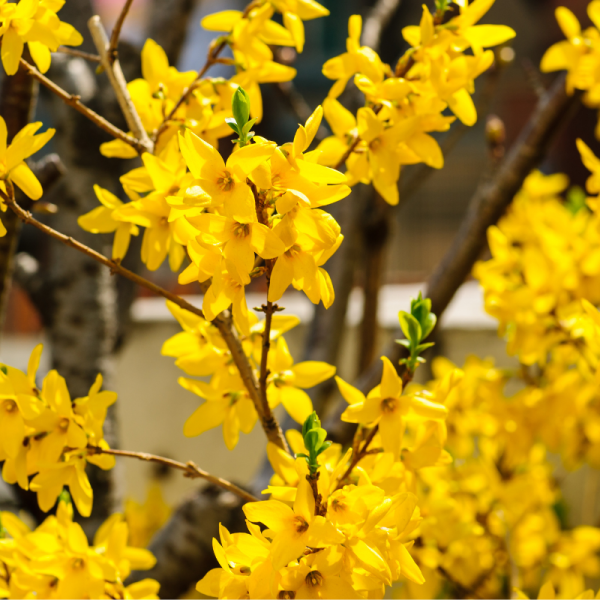 Forsythia Spectabilis Racines nues