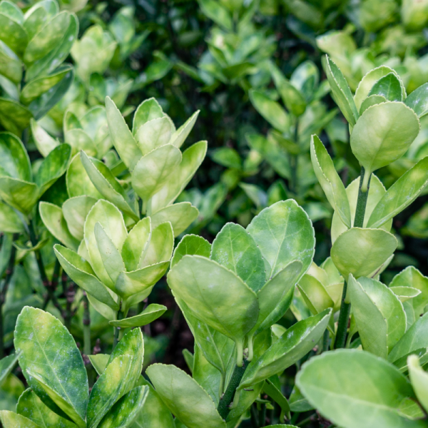 Fusain Green Wonder Pyr - Euonymus green wonder pyr 45cm