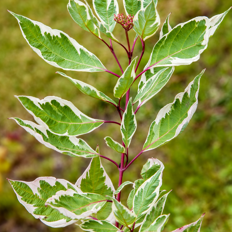 Cornouiller blanc miracle - Cornus alba miracle Pot 3L