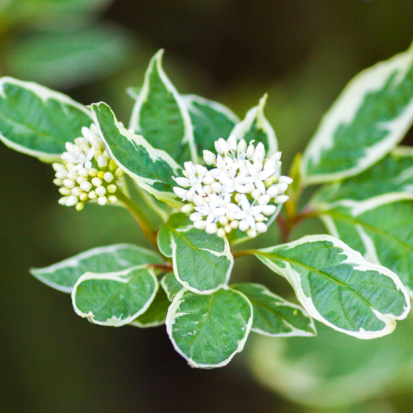 Cornouiller de Sibérie - Cornus sibirica Pot 3L