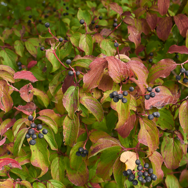 Cornouiller sanguin winter beauty - Cornus sanguinea winter beauty Pot 3L