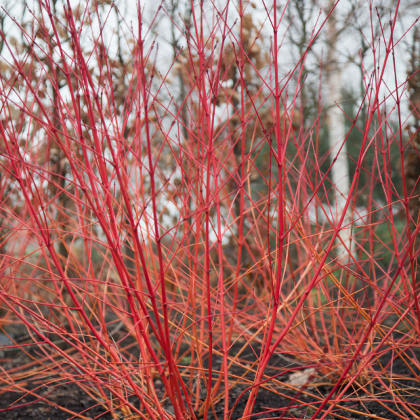 Cornouiller sanguin midwinter fire - Cornus sanguinea midwinter fire Pot 3L