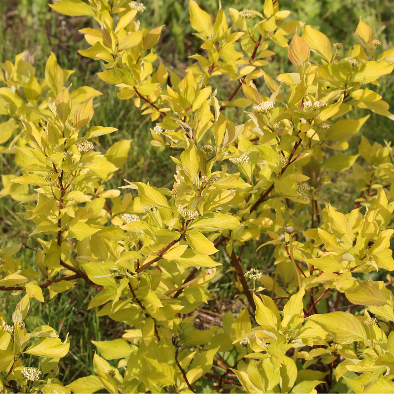 Cornouiller blanc siberian pearls - Cornus alba siberian pearls Pot 3L