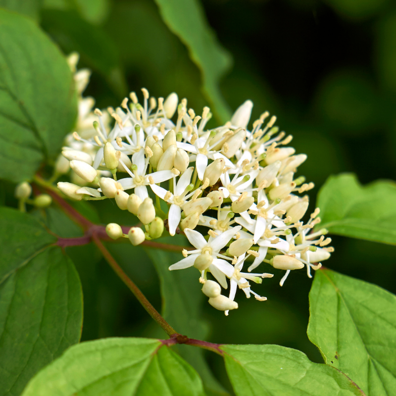 Cornouiller sanguin - Cornus sanguinea Pot 3L