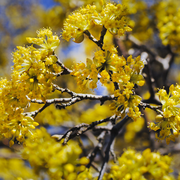 Cornouiller stolonifère flaviramea - Cornus stolonifera flaviramea Pot 3L