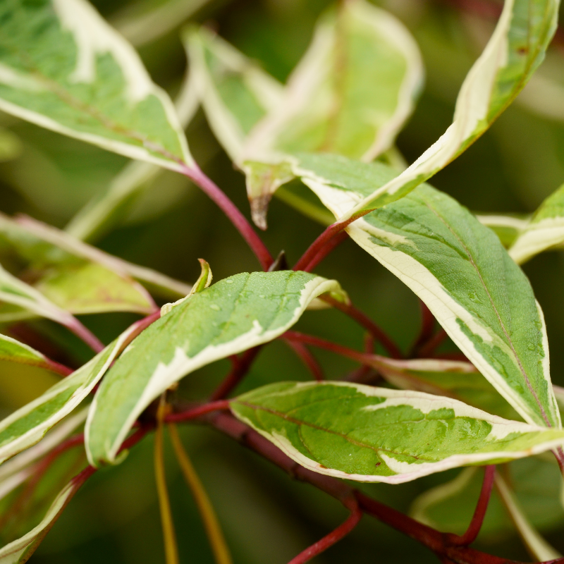 Cornouiller blanc sibirica variegata - Cornus alba sibirica variegata Pot 3L