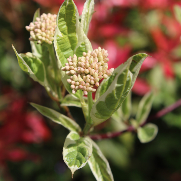 Cornouiller blanc sibirica - Cornus alba sibirica Pot 3L