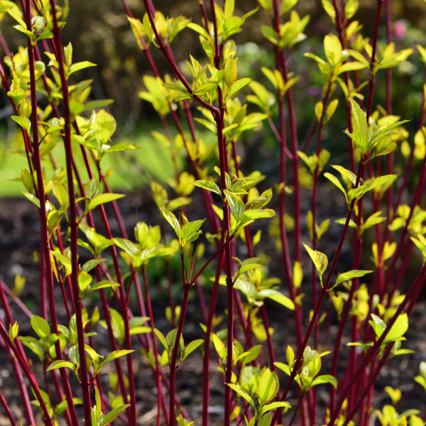 Cornouiller blanc gouchaultii - Cornus alba gouchaultii Pot 3L