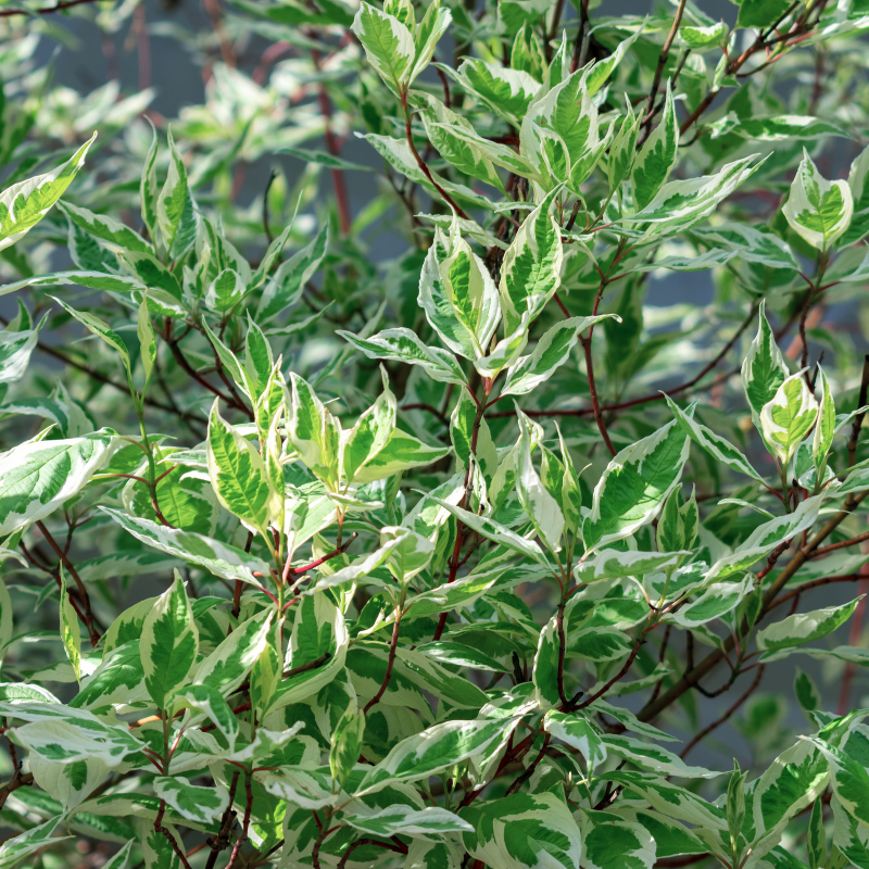 Cornouiller blanc elegantissima - Cornus alba elegantissima Pot 3L