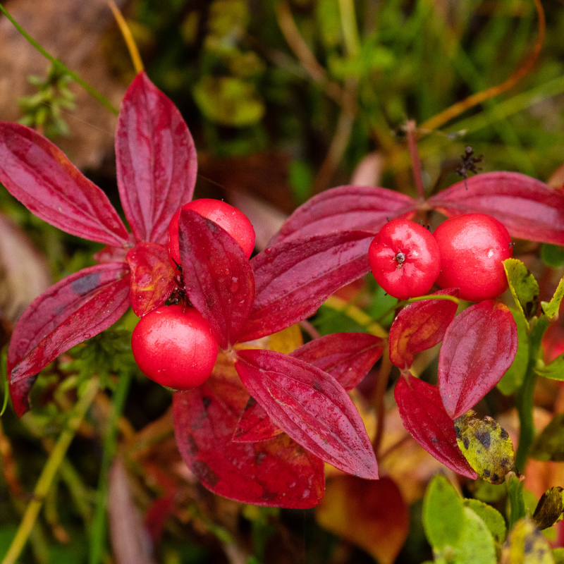 Cornouiller stolonifère kelseys dwarf - Cornus stolonifera kelseys dwarf Pot 3L