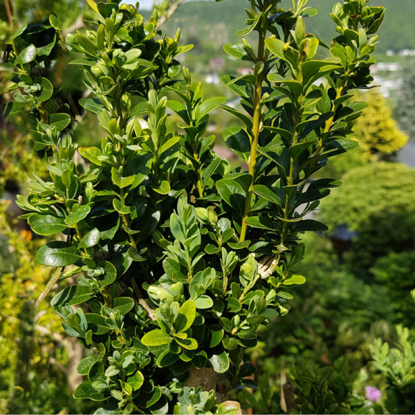 Buis semp pyramide - Buxus semp pyramide 40cm