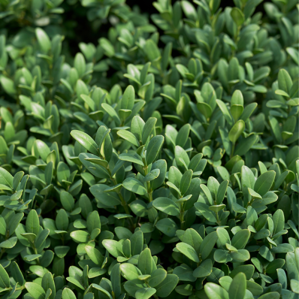 Buis semp pyramide - Buxus semp pyramide 30cm