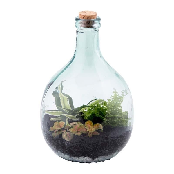 Kit terrarium Plante à faire Soi-même 5L