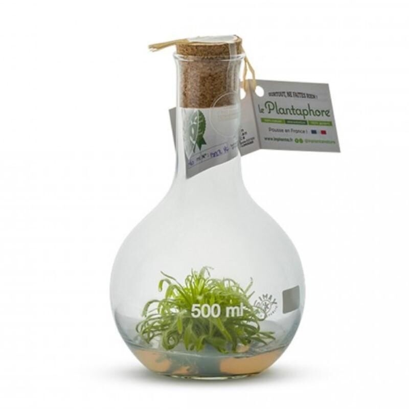 Plantaphore plante Carnivore Blanc 500ml