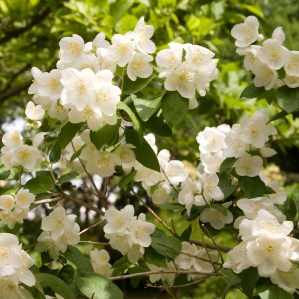 Seringat - Philadelphus Coronarius 3L