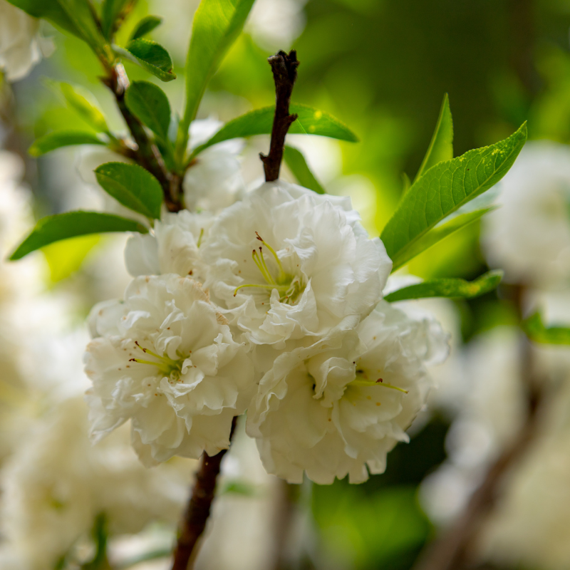 Seringat - Philadelphus Snowflake 3L