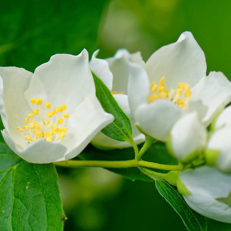 Seringat - Philadelphus Silberregen 3L