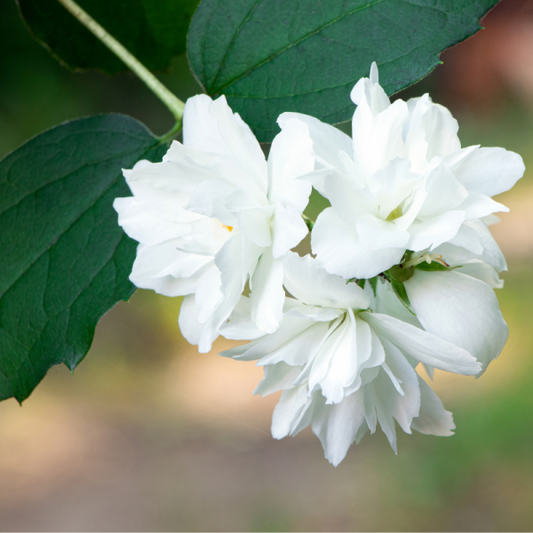 Seringat - Philadelphus Schneesturm 3L