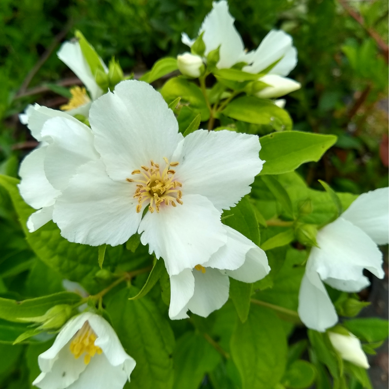 Seringat - Philadelphus Belle Etoile 3L