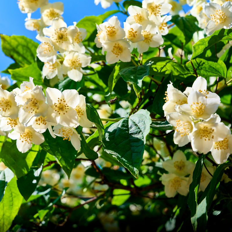 Seringat - Philadelphus Bouquet Blanc 3L