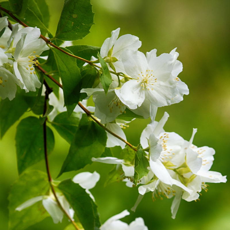 Seringat - Philadelphus Virginal Racines nues